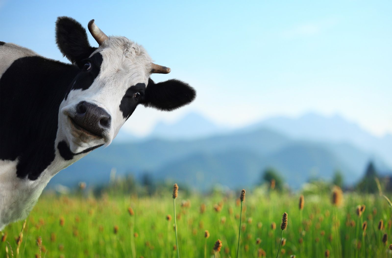 I endorse this message - Moo Who, me?