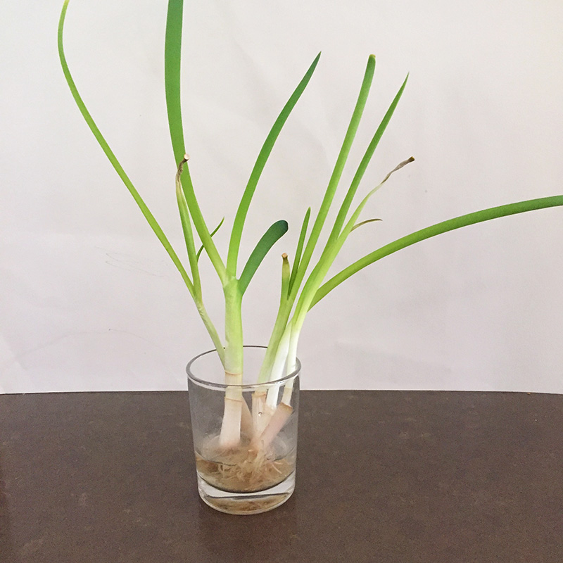 Image: Spring onion in water regrown from scraps