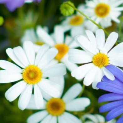 Image of Swan River Daisies, the native Australian flower embedded within this unique Christmas Seed Card. Give the gift of gardening with Reusable Planet's Living Seed Cards