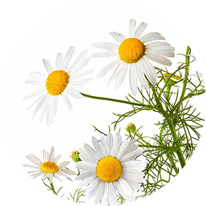 Image of Chamomile Flowers promoting Luxury Bath Bombs