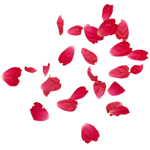 Image of Rose Petals promoting Luxury Bath Bombs